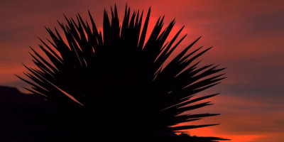 Yucca Sunrise