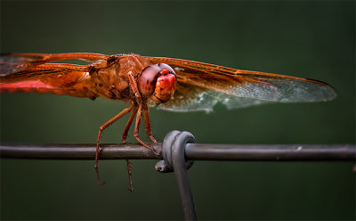 Flame Skimmer Dragonfly