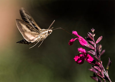 A Moth & A Few Butterflies