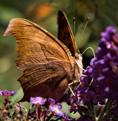 A Moth & A Few Butterflies