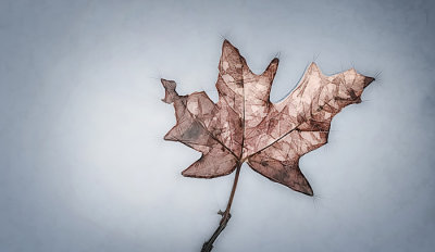 Autumnal Maple