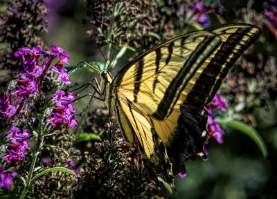 A Moth & A Few Butterflies