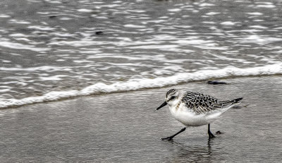 Sanderling