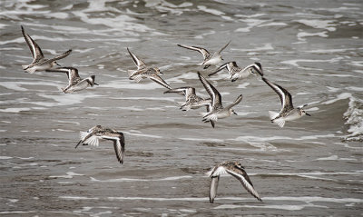Sanderlings