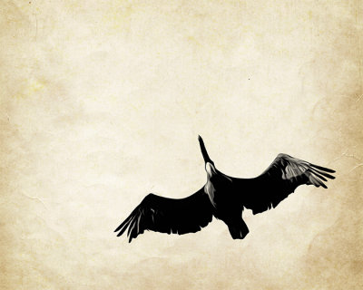 Ubiquitous Pelican