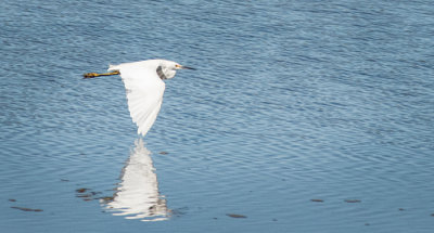 Bolinas Lagoon