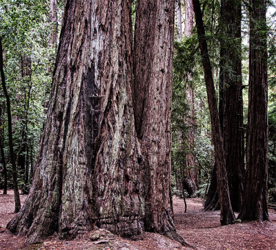 Coastal Redwoods