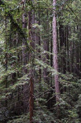 Coastal Redwoods