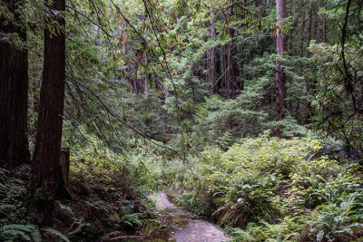 Coastal Redwoods
