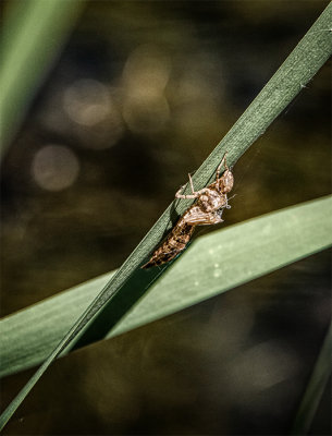 Those Bugs