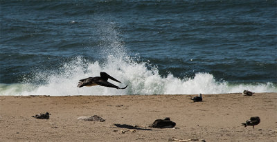 Pebble Beach, Pescadero