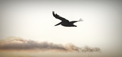 Brown Pelican