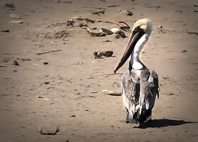 Brown Pelican