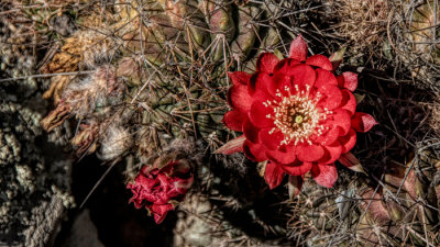 Succulents, Cactus & Other Spiny Plants