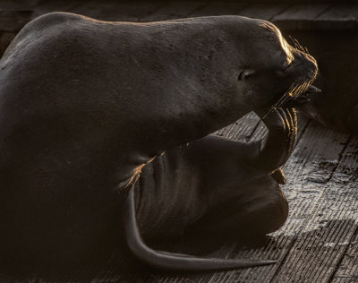 California Sea Lion