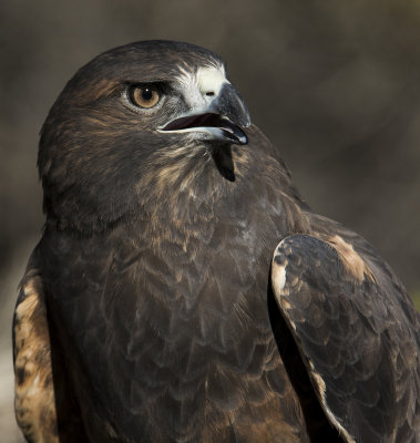 Swainsons Hawk