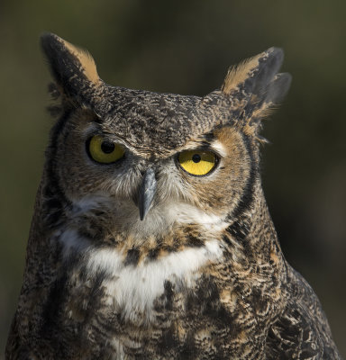 Great-Horned Owl