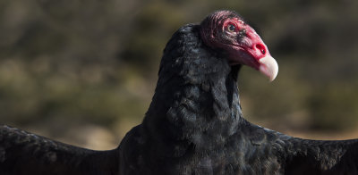 Turkey Vulture