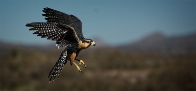 Aplomado Falcon
