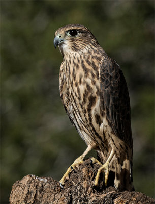 Merlin