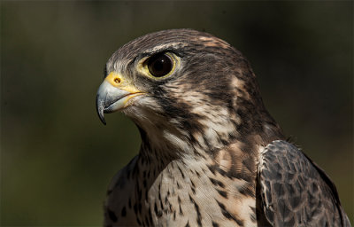 Prairie Falcon