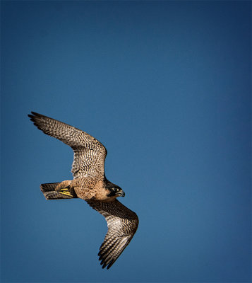 Peregrine Falcon