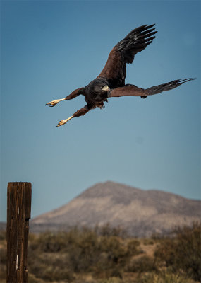 Harris Hawk, Bosque del Apache 