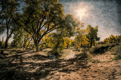Bosque Trail