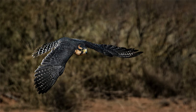 Aplomado Falcon
