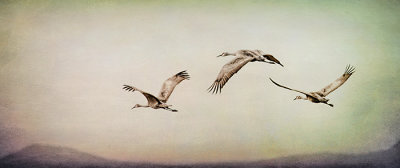 Crane Family Takes Flight