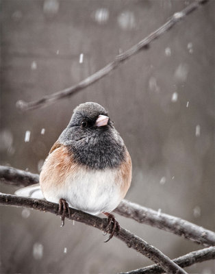 Dark Eyed Junco in a Snowfall