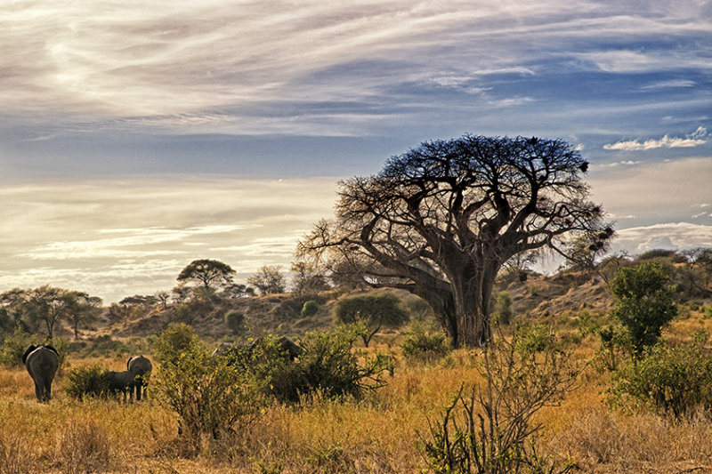 Elephants Disappear into the Landscape