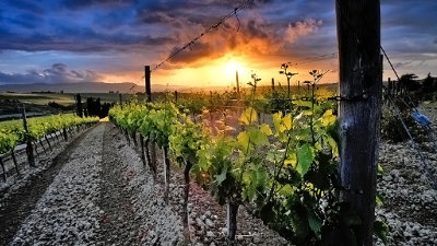 Spring Grape Vines at Sunset