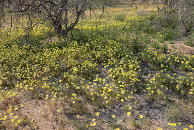 Carpet of Yellow Desert Dandelions