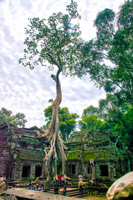 Giant Tree Roots Have Overrun Many Sites