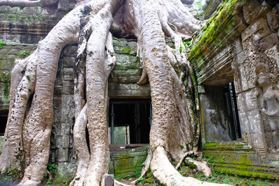 Tree roots cover a historic Khmer temple 