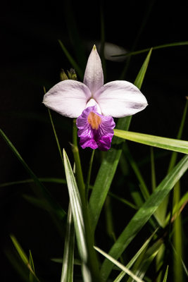 One of Many Flowers Inside the Cloud Forest