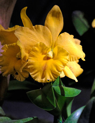 Flowers Inside the Cloud Forest