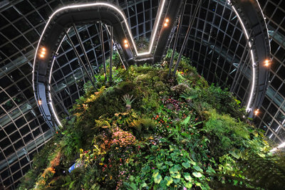 Looking upward in the tropical Cloud Forest dome