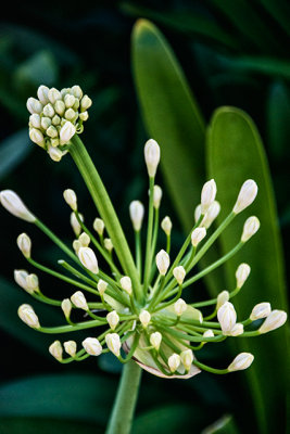 Thai Flora