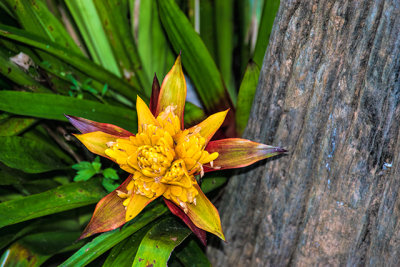 Thai Flora #4