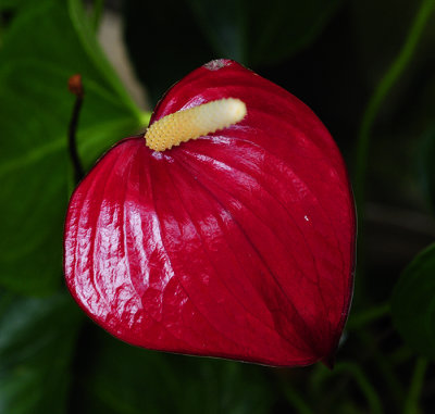 Anthurium