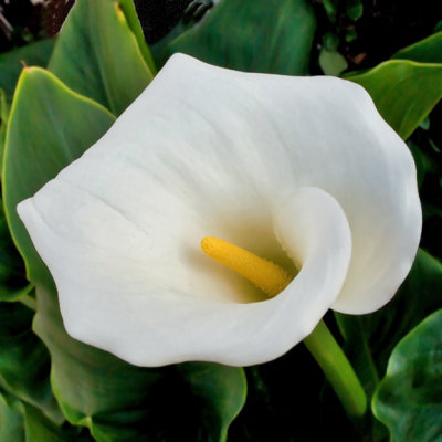 Calla Lily