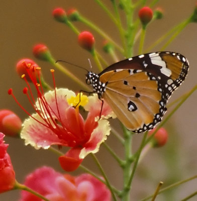Butterfly on Ceasalpinia pulcherrima