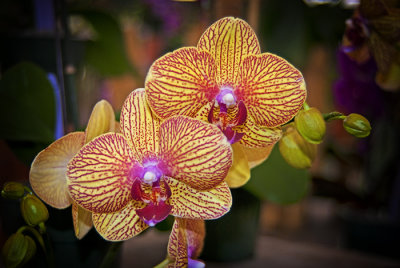 Orchid 002