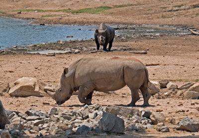 Greater One-horned Rhinos