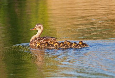 Leading Her Ducklings