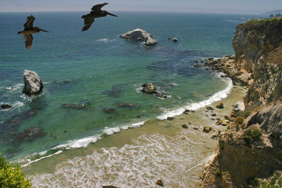 Pelicans Soaring off the Cliffs