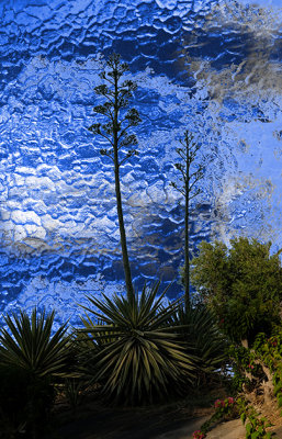 Century Plant on Blue
