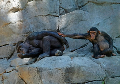 Chimpanzee Play